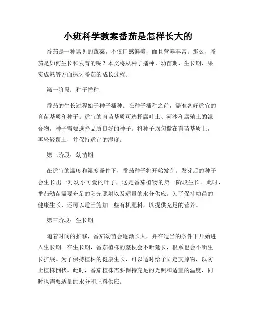 小班科学教案番茄是怎样长大的