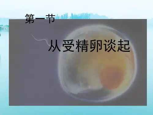 从受精卵谈起PPT教学课件
