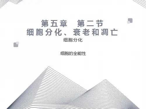 细胞分化、衰老和凋亡