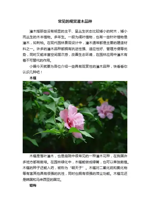 常见的观赏灌木品种