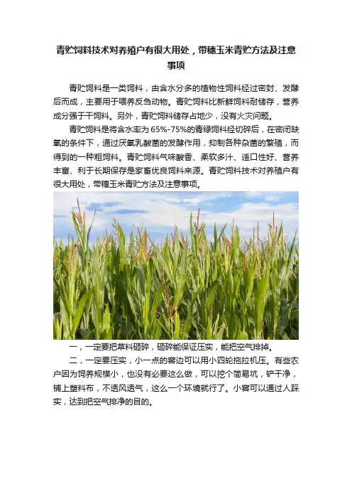 青贮饲料技术对养殖户有很大用处，带穗玉米青贮方法及注意事项