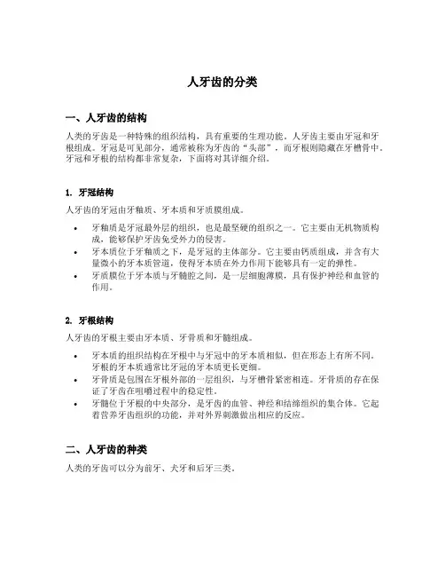 人牙齿的分类