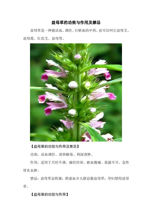 益母草的功效与作用及禁忌