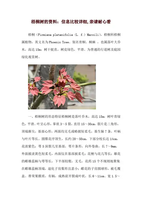 梧桐树的资料：信息比较详细,亲请耐心看