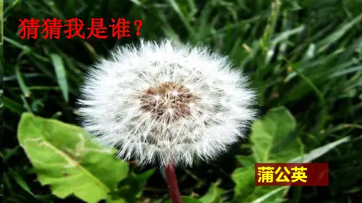 一年级上册科学课件-1.2《观察一棵植物》 (教科版) 优质PPT13