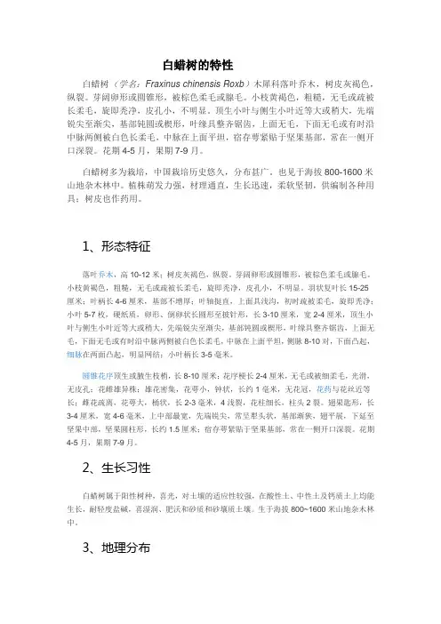 白蜡树的特性