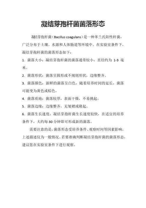凝结芽孢杆菌菌落形态