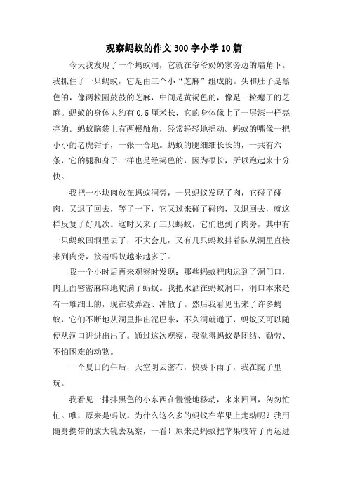 观察蚂蚁的作文300字小学10篇