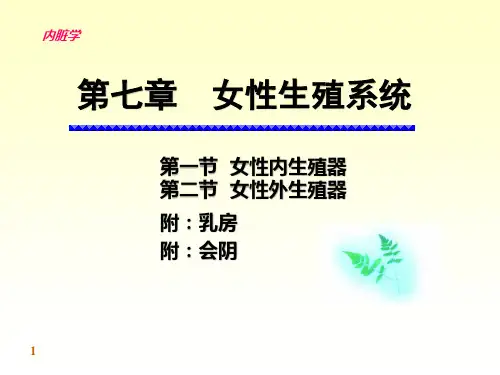 解剖学-女性生殖系统
