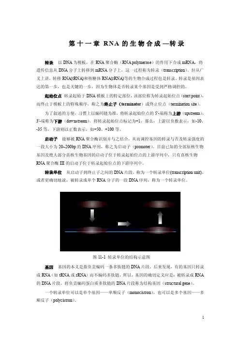 RNA的生物合成—转录