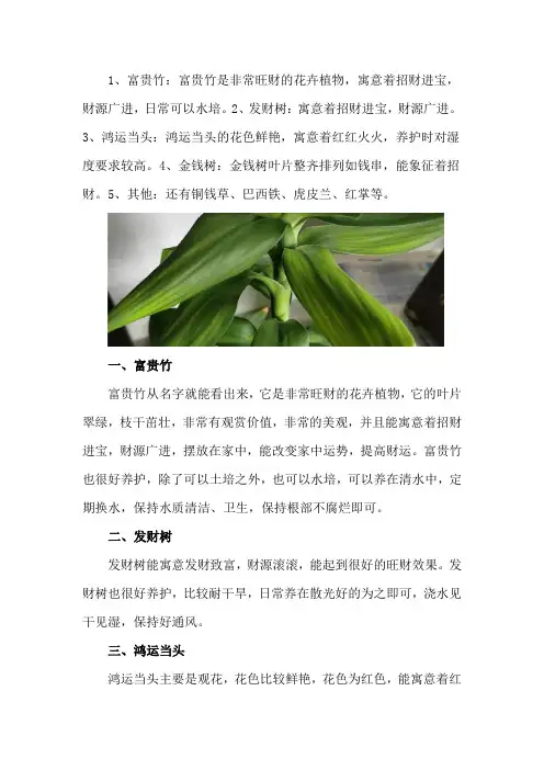 客厅养什么花好旺财又容易养