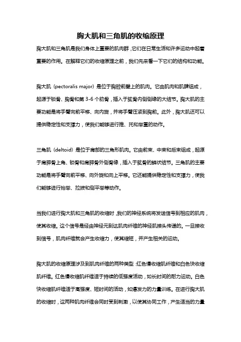 胸大肌和三角肌的收缩原理