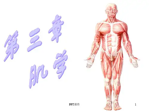 运动解剖学(肌学)  ppt课件