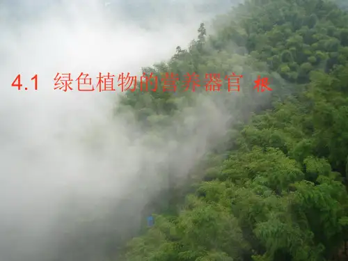 绿色植物的营养器官——根PPT课件(初中科学)