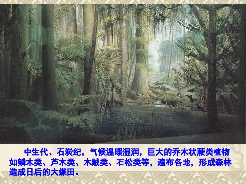 植物学：蕨类植物