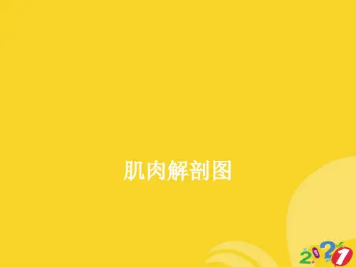 肌肉解剖图PPT优资料