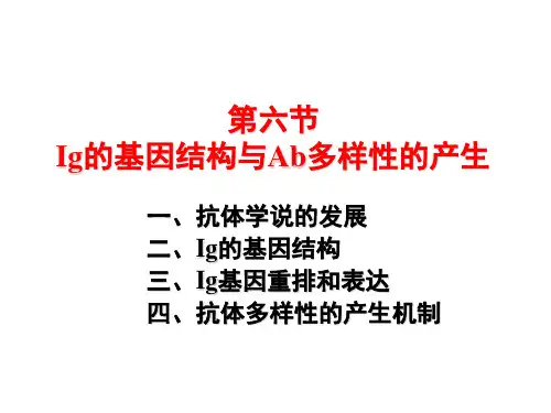 医学免疫学：第四章 Ig的基因结构与Ab多样性的产生