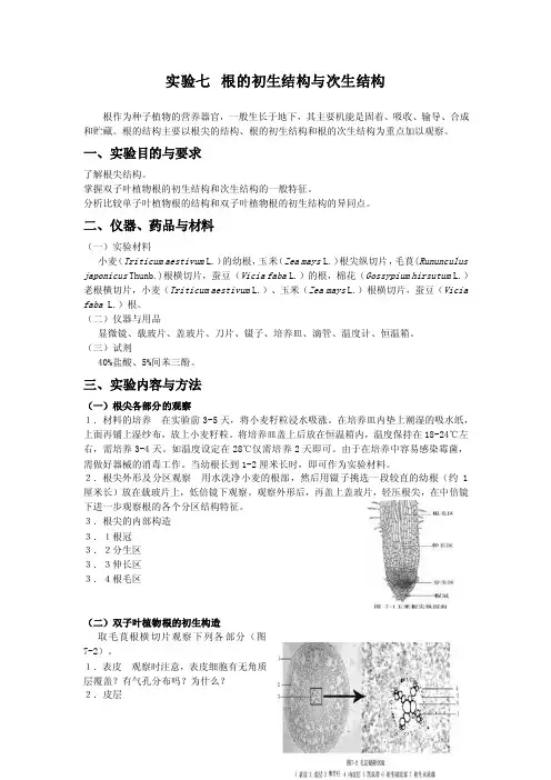 实验七根的初生结构与次生结构