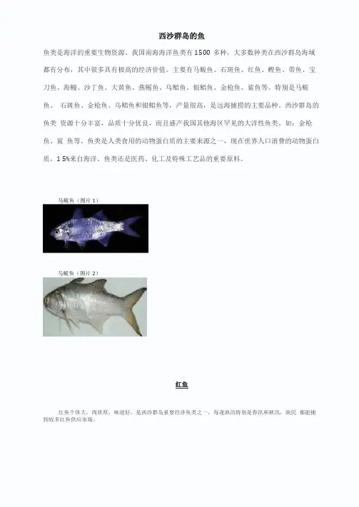 西沙群岛的鱼