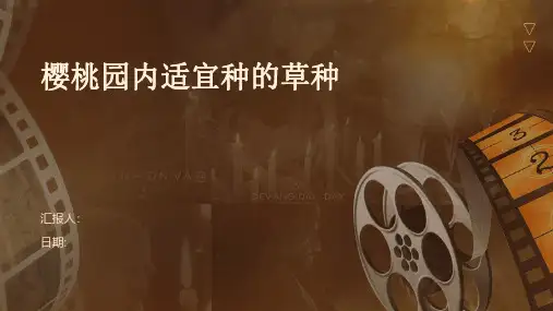 樱桃园内适宜种的草种