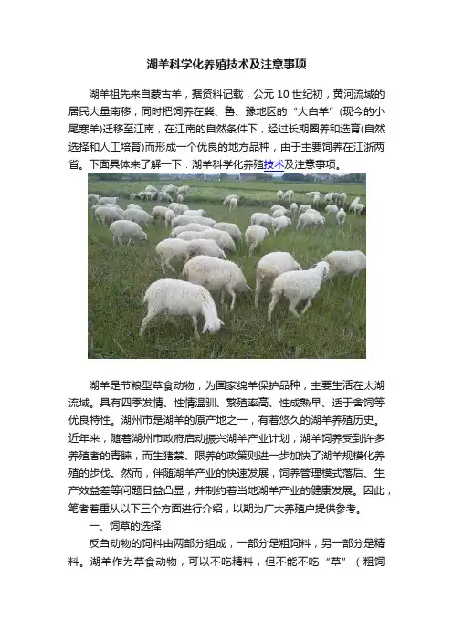 湖羊科学化养殖技术及注意事项