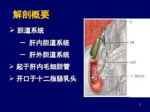 肝内胆道系统PPT课件