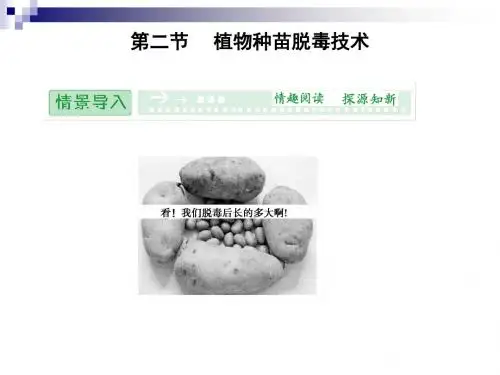 5.2 植物种苗脱毒技术 课件(中图版选修1)