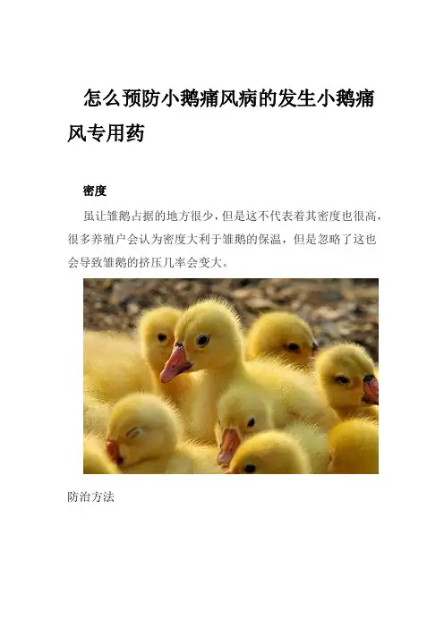 怎么预防小鹅痛风病的发生小鹅痛风专用药