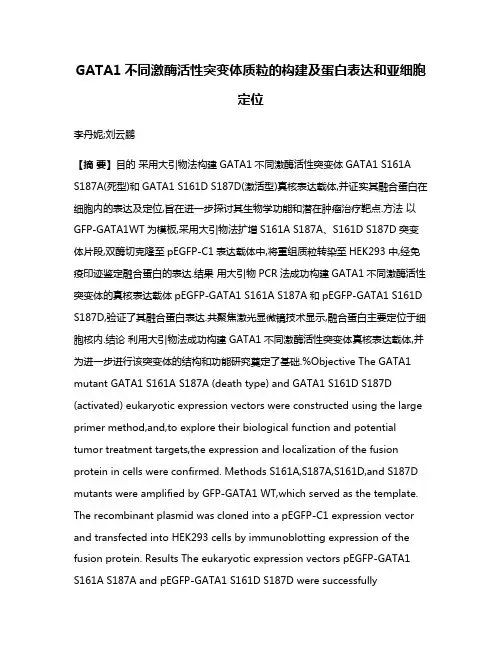 GATA1不同激酶活性突变体质粒的构建及蛋白表达和亚细胞定位