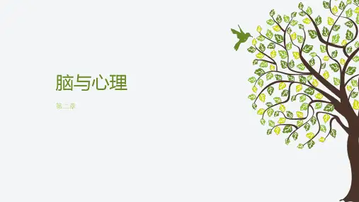 普通心理学-第二章-脑与心理