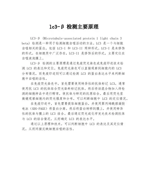 lc3-β检测主要原理