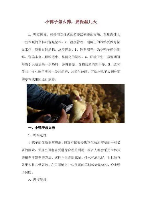 小鸭子怎么养,要保温几天