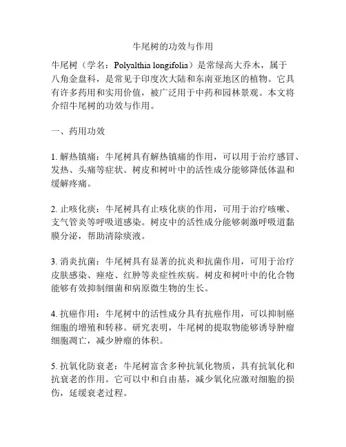 牛尾树的功效与作用