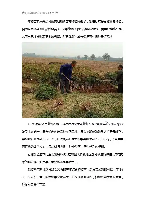 软籽石榴树苗哪个品种最好