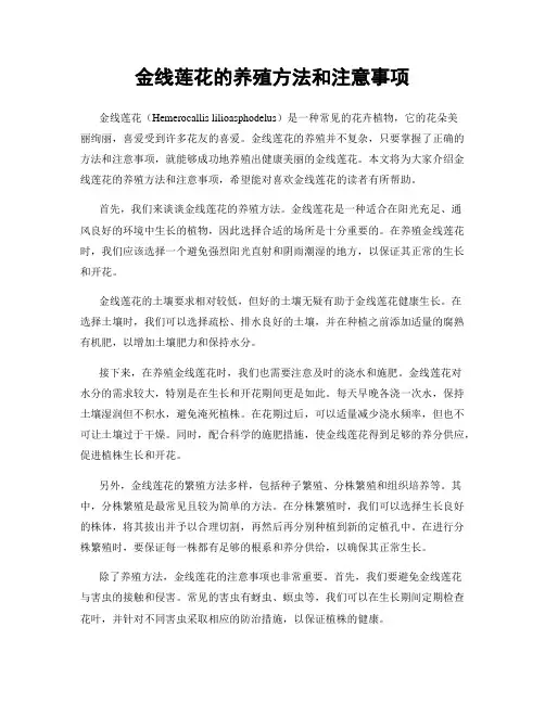 金线莲花的养殖方法和注意事项