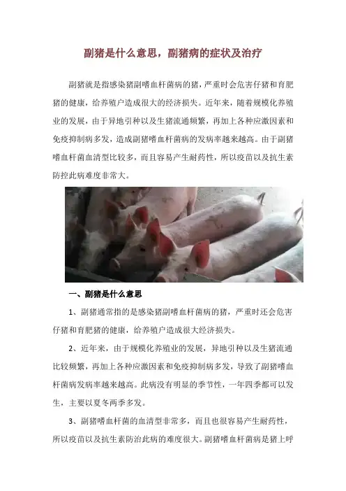 副猪是什么意思,副猪病的症状及治疗