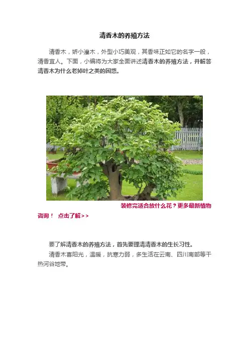 清香木的养殖方法