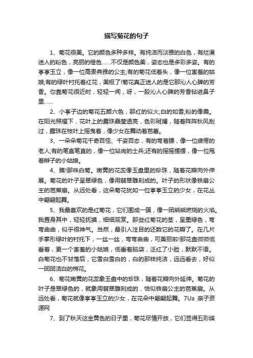描写菊花的句子