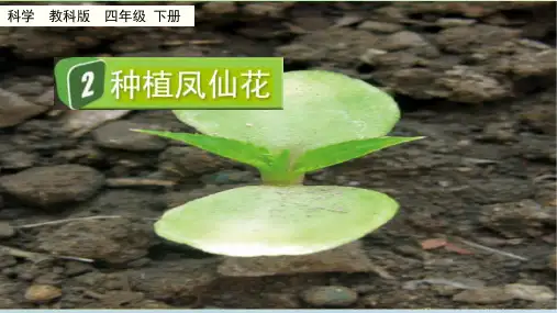 教科版四年级科学下册：种植凤仙花