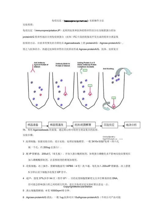 免疫沉淀Immunoprecipitation试验操作方法