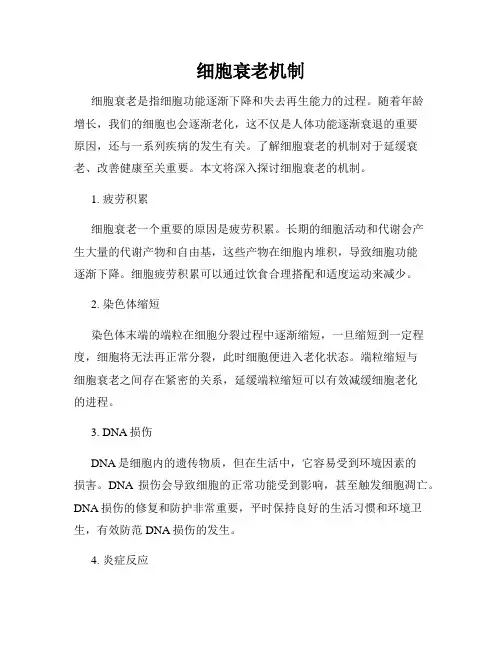 细胞衰老机制