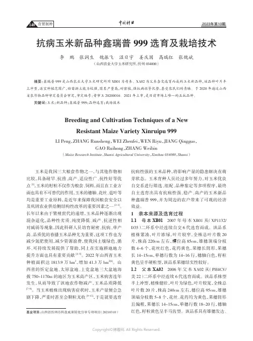 抗病玉米新品种鑫瑞普999选育及栽培技术