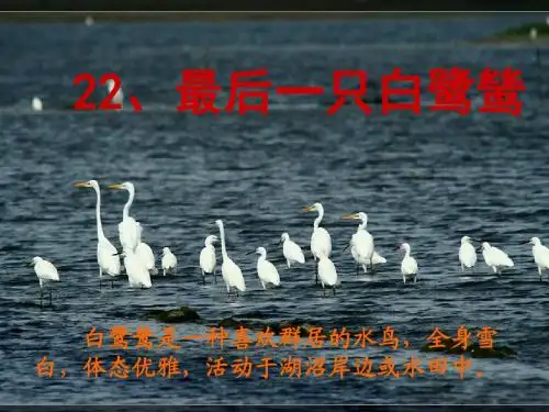 五年级语文上册 第七单元 最后一只白鹭鸶课件2 鄂教版