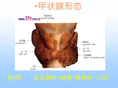 甲状腺疾病超声诊断.修改临床医生如何阅读甲状腺疾病超声检查报告单.修改后讲课用课件