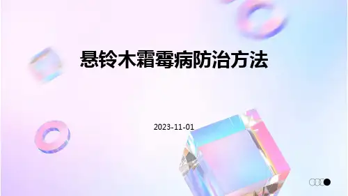 悬铃木霜霉病防治方法