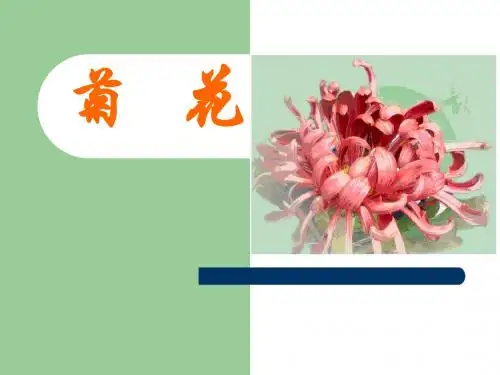 各论菊花