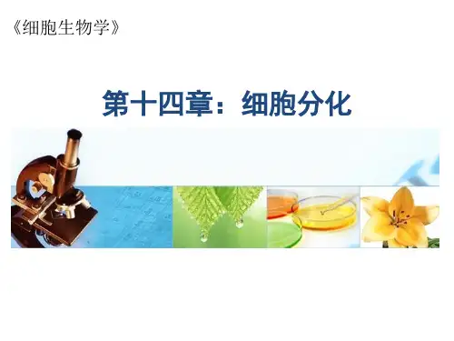 细胞生物学：14 第十四章 细胞分化