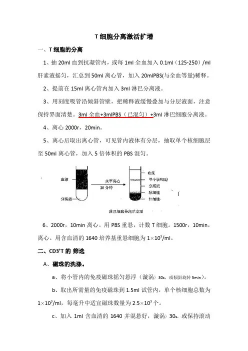 T细胞培养