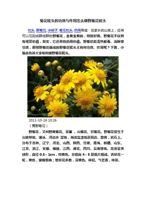菊花枕头的功效与作用怎么做野菊花枕头