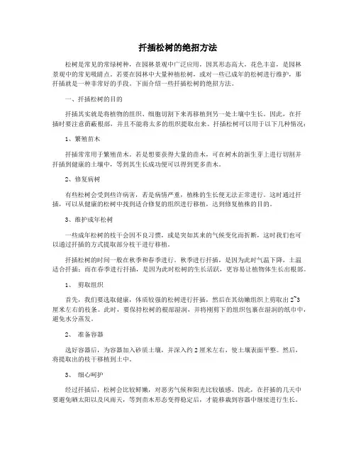 扦插松树的绝招方法